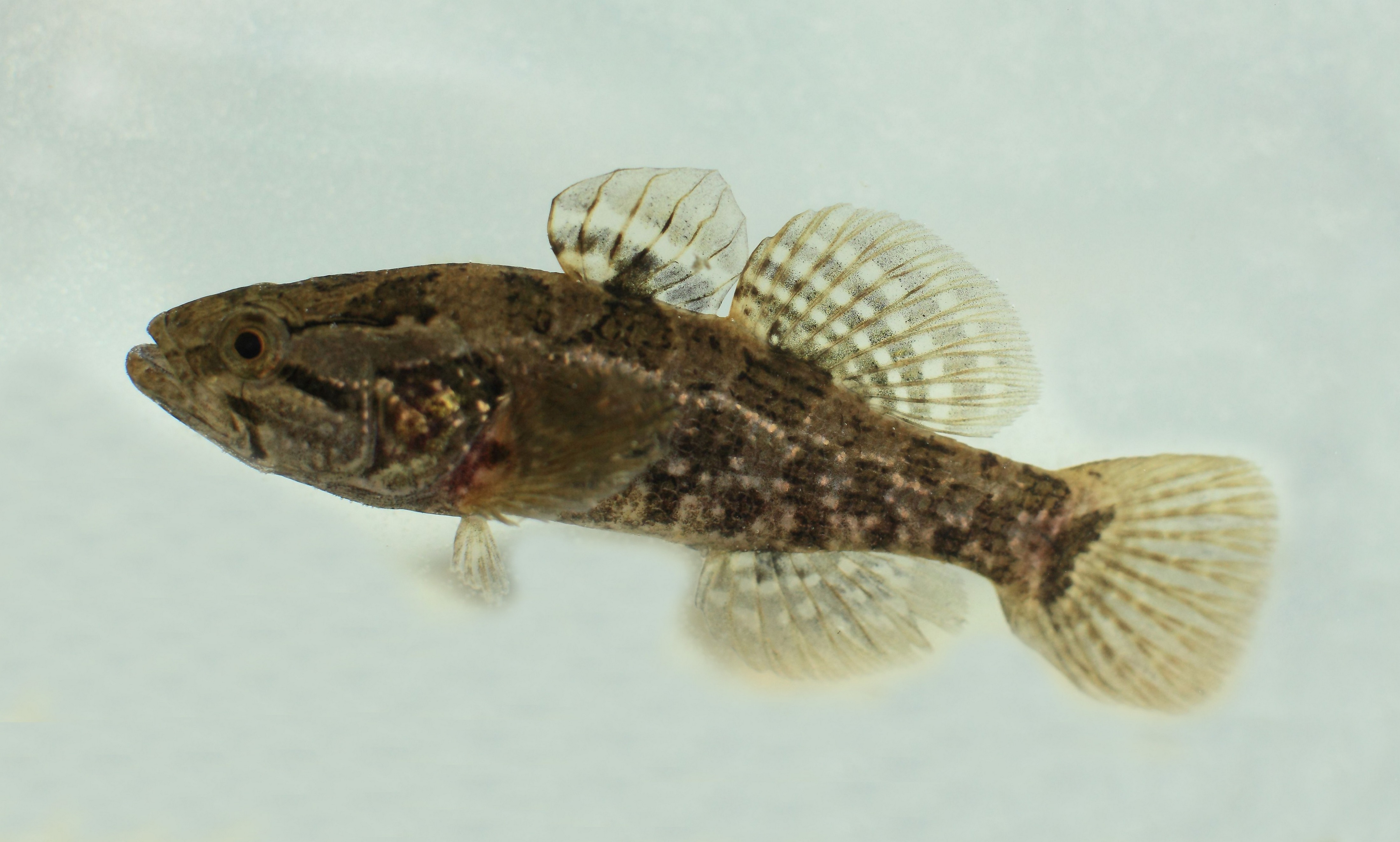 Perccottus Glenii Dybowski 1877